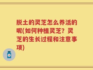 脱土的灵芝怎么养活的呢(如何种植灵芝？灵芝的生长过程和注意事项)