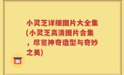 小灵芝详细图片大全集(小灵芝高清图片合集，尽览神奇造型与奇妙之美)