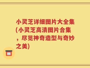 小灵芝详细图片大全集(小灵芝高清图片合集，尽览神奇造型与奇妙之美)