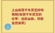 上山收获千年灵芝好吗视频(收获千年灵芝的壮举：远赴山脉，尽揽自然荟萃)