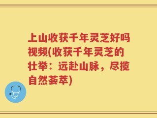 上山收获千年灵芝好吗视频(收获千年灵芝的壮举：远赴山脉，尽揽自然荟萃)