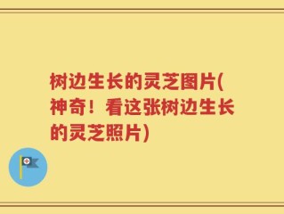 树边生长的灵芝图片(神奇！看这张树边生长的灵芝照片)