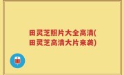 田灵芝照片大全高清(田灵芝高清大片来袭)