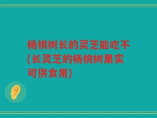 杨桃树长的灵芝能吃不(长灵芝的杨桃树果实可供食用)