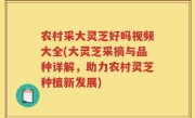 农村采大灵芝好吗视频大全(大灵芝采摘与品种详解，助力农村灵芝种植新发展)