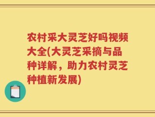 农村采大灵芝好吗视频大全(大灵芝采摘与品种详解，助力农村灵芝种植新发展)