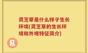 灵芝草是什么样子生长环境(灵芝草的生长环境和外观特征简介)