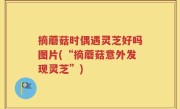 摘蘑菇时偶遇灵芝好吗图片(“摘蘑菇意外发现灵芝”)