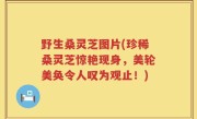野生桑灵芝图片(珍稀桑灵芝惊艳现身，美轮美奂令人叹为观止！)