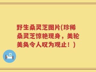 野生桑灵芝图片(珍稀桑灵芝惊艳现身，美轮美奂令人叹为观止！)