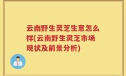 云南野生灵芝生意怎么样(云南野生灵芝市场现状及前景分析)
