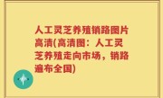 人工灵芝养殖销路图片高清(高清图：人工灵芝养殖走向市场，销路遍布全国)