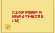 灵芝石斛种植视频(视频教你如何种植灵芝和石斛)