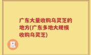广东大量收购乌灵芝的地方(广东多地大规模收购乌灵芝)