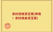 农村惊现灵芝草(神奇！农村现身灵芝草)