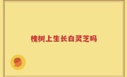 槐树上生长白灵芝吗