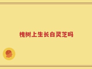 槐树上生长白灵芝吗