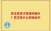 灵芝靠孢子繁殖吗图片？灵芝靠什么繁殖后代
