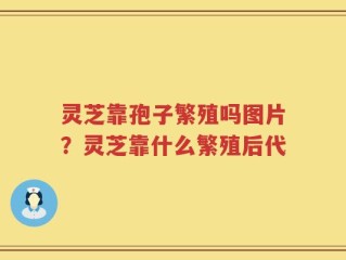 灵芝靠孢子繁殖吗图片？灵芝靠什么繁殖后代