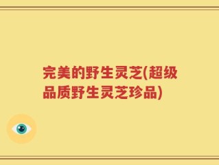 完美的野生灵芝(超级品质野生灵芝珍品)