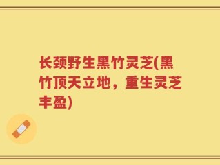 长颈野生黑竹灵芝(黑竹顶天立地，重生灵芝丰盈)