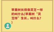 苹果树长得像灵芝一样的叫什么(苹果树“灵芝样”生长，叫什么？)