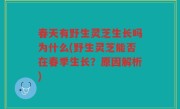 春天有野生灵芝生长吗为什么(野生灵芝能否在春季生长？原因解析)
