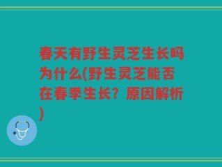 春天有野生灵芝生长吗为什么(野生灵芝能否在春季生长？原因解析)
