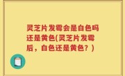 灵芝片发霉会是白色吗还是黄色(灵芝片发霉后，白色还是黄色？)