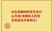 长在龙眼树的灵芝有什么作用(龙眼树上的灵芝用途及作用简介)