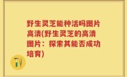野生灵芝能种活吗图片高清(野生灵芝的高清图片：探索其能否成功培育)