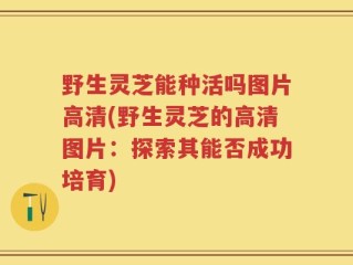 野生灵芝能种活吗图片高清(野生灵芝的高清图片：探索其能否成功培育)