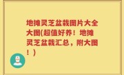 地摊灵芝盆栽图片大全大图(超值好养！地摊灵芝盆栽汇总，附大图！)