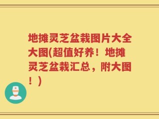 地摊灵芝盆栽图片大全大图(超值好养！地摊灵芝盆栽汇总，附大图！)