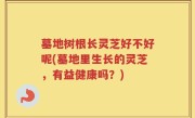墓地树根长灵芝好不好呢(墓地里生长的灵芝，有益健康吗？)
