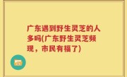 广东遇到野生灵芝的人多吗(广东野生灵芝频现，市民有福了)