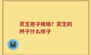 灵芝孢子规格？灵芝的种子什么样子