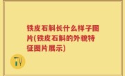 铁皮石斛长什么样子图片(铁皮石斛的外貌特征图片展示)