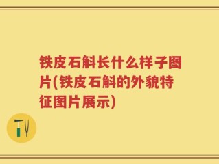 铁皮石斛长什么样子图片(铁皮石斛的外貌特征图片展示)