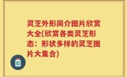 灵芝外形简介图片欣赏大全(欣赏各类灵芝形态：形状多样的灵芝图片大集合)
