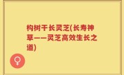 构树干长灵芝(长寿神草——灵芝高效生长之道)