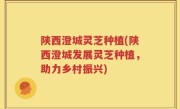 陕西澄城灵芝种植(陕西澄城发展灵芝种植，助力乡村振兴)