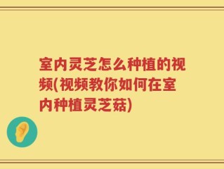 室内灵芝怎么种植的视频(视频教你如何在室内种植灵芝菇)