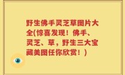 野生佛手灵芝草图片大全(惊喜发现！佛手、灵芝、草，野生三大宝藏美图任你欣赏！)