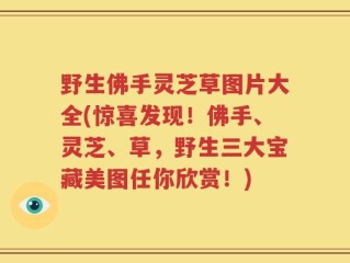野生佛手灵芝草图片大全(惊喜发现！佛手、灵芝、草，野生三大宝藏美图任你欣赏！)