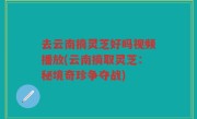 去云南摘灵芝好吗视频播放(云南摘取灵芝：秘境奇珍争夺战)