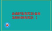 云南野生青灵芝(云南发现珍稀青灵芝！)