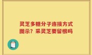 灵芝多糖分子连接方式图示？采灵芝要留根吗