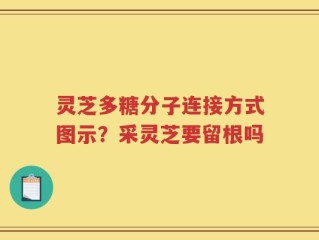 灵芝多糖分子连接方式图示？采灵芝要留根吗