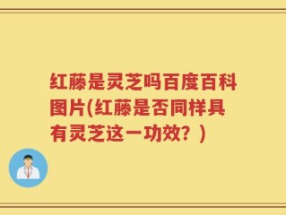 红藤是灵芝吗百度百科图片(红藤是否同样具有灵芝这一功效？)